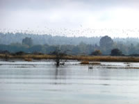 Restoring an Estuary